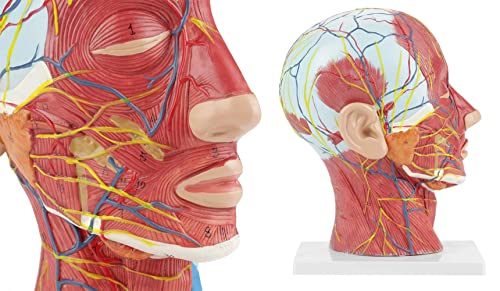 Vielseitiges Kopfmodell, anatomisches, medizinisches, lebensgroßes Halbkopfmodell, wissenschaftliche Ausbildung, menschl von Generic