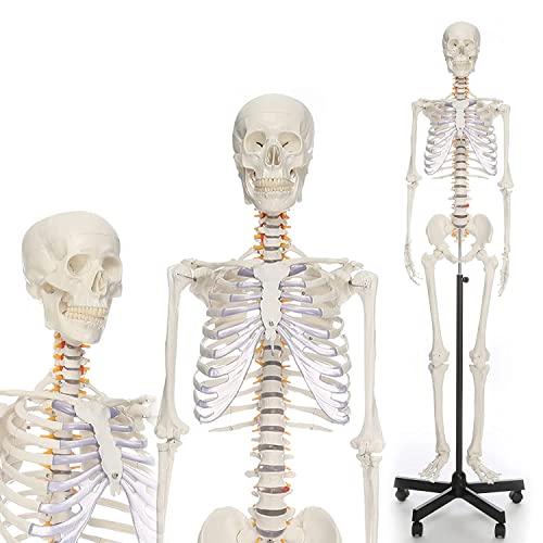 Vollständiges menschliches Skelettmodell, 170 cm, lebensgroßes Anatomie-Menschenskelettmodell, medizinisches menschliche von Generic