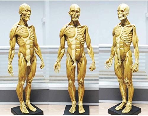 YYSDH Männliche Anatomiefigur Menschlicher Skelettmuskel Anatomisches Modell Gemälde Skulptur Anatomische Referenz für K von Generic