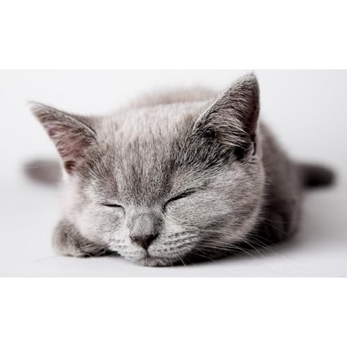 5D Diamond Painting Erwachsene Kits, DIY Diamantmalerei Bilder, Graue Katze Schläft Groß Mosaikherstellung Malen Nach Zahlen Runder Full Drill Cross Stickerei Malerei Kits Wand Décor 50x70cm Z-5166 von Generisch