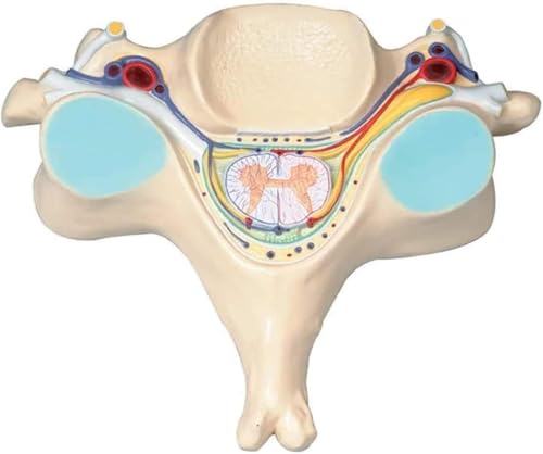 Anatomisches Wirbelsäulenmodell, vergrößerte Nervenanzeige, ideal für medizinische Ausbildung und Unterricht im Klassenzimmer Anatomisches Wirbelsäulenmodell, vergrößerte Nervenanzeige, ideal für medizinische Ausbildung und Unterricht im Klassenzimmer von Generisch