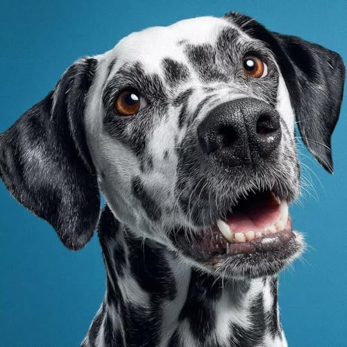 Diamond Painting Erwachsene Hund Diamond Painting Kinder Tier, DIY 5D Bastelset Erwachsene Full Drill Eckige Stickerei Anfänger Stickerei Kreuzstich Malerei für Wall Decor, Geschenk 100x100cm M-9H72 von Generisch