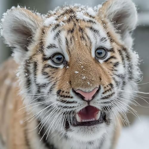 Diamond Painting Erwachsene Tiger Diamond Painting Kinder Schnee, DIY 5D Bastelset Erwachsene Full Drill Eckige Stickerei Kreuzstich Anfänger Malerei für Home Wall Decor, Geschenk 30x30cm 1-OP95 Diamond Painting Erwachsene Tiger Diamond Painting Kinder Schnee, DIY 5D Bastelset Erwachsene Full Drill Eckige Stickerei Kreuzstich Anfänger Malerei für Home Wall Decor, Geschenk 30x30cm 1-OP95 von Generisch