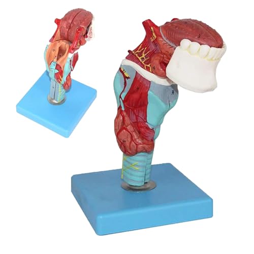 Generisch Human Throat Model,Throat, Tongue and Teeth Model,5 Part Larynx and Tongue Anatomical Model,with Tongue, Throat, Thyroid Anatomy Model,School Teaching Display Model von Generisch