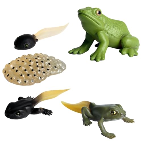 Generisch Life Cycle Kit - Spielzeug Klare Lebenszyklusfiguren Für Kinder | Motte, Schmetterlings, Schildkröte, Arbeiterameises, Frosch Pp Insektenfiguren Spielzeugset Zur Verbesserung Der Kognitiven von Generisch