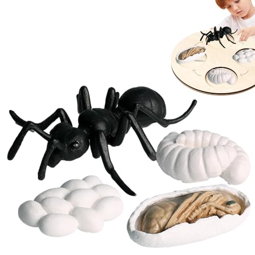 Generisch Life Cycle Kit - Spielzeug Klare Lebenszyklusfiguren Für Kinder | Motte, Schmetterlings, Schildkröte, Arbeiterameises, Frosch Pp Insektenfiguren Spielzeugset Zur Verbesserung Der Kognitiven von Generisch