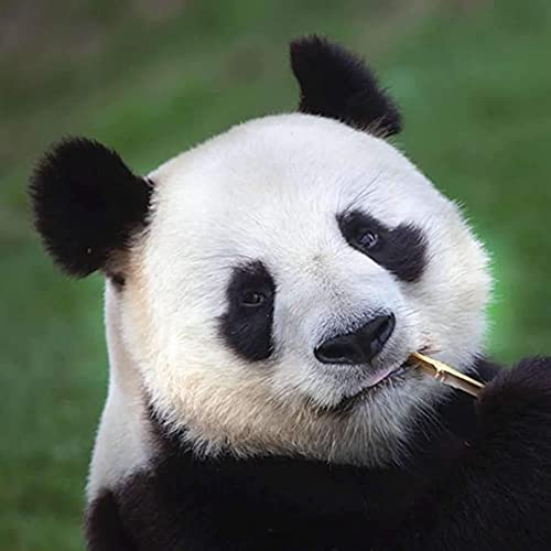Jet Papier GmbH Serviette Giant Panda - Panda Portrait 33x33cm 20 Stück Jet Papier GmbH Serviette Giant Panda - Panda Portrait 33x33cm 20 Stück von Generisch