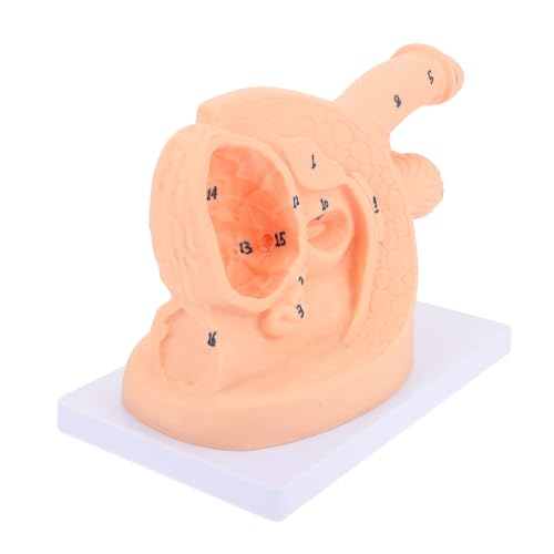 Männlicher Katheter-Anatomie-Modell für medizinische Ausbildung, interne und externe Einführungspraxis, Pflegeaufklärungshilfe Männlicher Katheter-Anatomie-Modell für medizinische Ausbildung, interne und externe Einführungspraxis, Pflegeaufklärungshilfe von Generisch