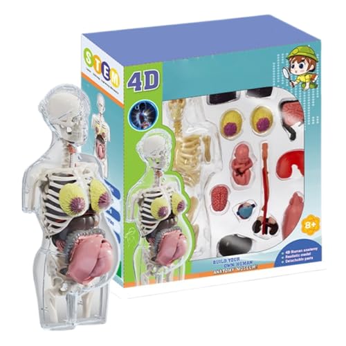 Menschliches Körpermodell Für Kinder - Schwangere Körpermodelle | Anatomisches Montageset | Abnehmbare Teile | Pädagogische Anatomiefigur Für Kinder Für Ra Menschliches Körpermodell Für Kinder - Schwangere Körpermodelle | Anatomisches Montageset | Abnehmbare Teile | Pädagogische Anatomiefigur Für Kinder Für Ra von Generisch