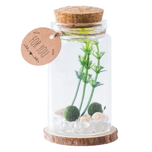 Mini Glasflaschen mit Korken - Transparente Driftflasche | Aufbewahrungsdekoration Miniatur stilvoll mit Holzkorken für Home Crafts Desktop Ornament Familie Freunde Drift Nachricht Wunsch Mini Glasflaschen mit Korken - Transparente Driftflasche | Aufbewahrungsdekoration Miniatur stilvoll mit Holzkorken für Home Crafts Desktop Ornament Familie Freunde Drift Nachricht Wunsch von Generisch