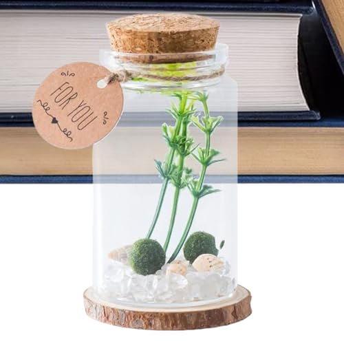 Mini-Glasflaschen mit Korken | Wunschflasche | Drift-Glas mit Holzkorken Miniatur Handwerk Stilvolles Ornament für Küche Dekoration Nachricht Wunsch Freunde Familie von Generisch