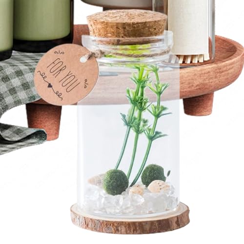 Mini-Korkenflaschen – transparente Driftflasche – Aufbewahrungsdekoration, Miniatur, stilvoll mit Holzkorken für Heimhandwerk, Desktop-Ornament, Familie, Freunde, Drift-Nachricht, Wunsch Mini-Korkenflaschen – transparente Driftflasche – Aufbewahrungsdekoration, Miniatur, stilvoll mit Holzkorken für Heimhandwerk, Desktop-Ornament, Familie, Freunde, Drift-Nachricht, Wunsch von Generisch