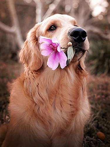 Ginfonr DIY Diamond Painting Zubehör Hund Blume Set Full, 5D Diamant Painting Tier Pflanze Bilder Kit Crystal Rhinestone Embroidery Decoration Für Home Wall Décor 30x40 cm Ginfonr DIY Diamond Painting Zubehör Hund Blume Set Full, 5D Diamant Painting Tier Pflanze Bilder Kit Crystal Rhinestone Embroidery Decoration Für Home Wall Décor 30x40 cm von Ginfonr