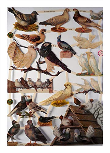 Glanzbilder EF 7299 Vogel graue weiße Taube Posiebilder Deko 807 von Glanzbilder