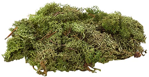 Glorex 6 3803 606 - Islandmoos, 50 g, dunkelgrün, zum Basteln, Dekorieren, für den Modell- und Krippenbau Glorex 6 3803 606 - Islandmoos, 50 g, dunkelgrün, zum Basteln, Dekorieren, für den Modell- und Krippenbau von GLOREX