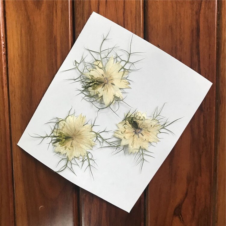 10st Gepresste Trockenblumen Nigella Blumen Pflanzen Epoxy Resin Harz Füllung 40mm von fanfandesignstudio