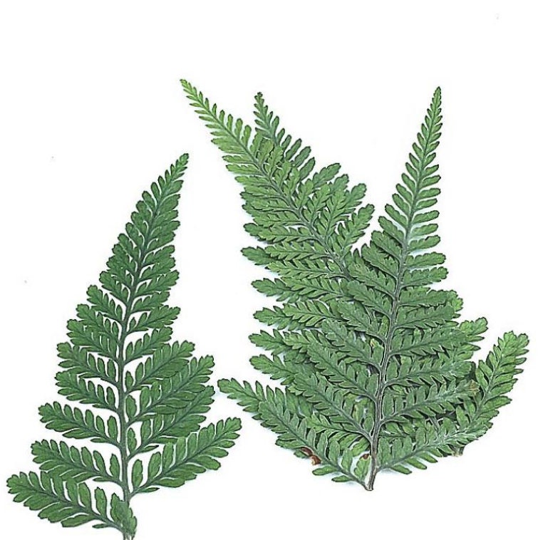 10st Gepresste Trockenblumen Pennisetum Farn Schwertfarn Pflanzen Epoxy Resin Harz Füllung Ca 40-80mm von fanfandesignstudio