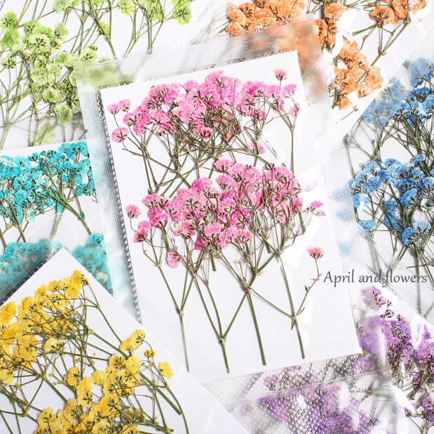 10st Schleierkraut Trockenblumen Blume Blumen Pflanzen Epoxy Resin Harz Füllung Ca 20-30mm 10st Schleierkraut Trockenblumen Blume Blumen Pflanzen Epoxy Resin Harz Füllung Ca 20-30mm von fanfandesignstudio