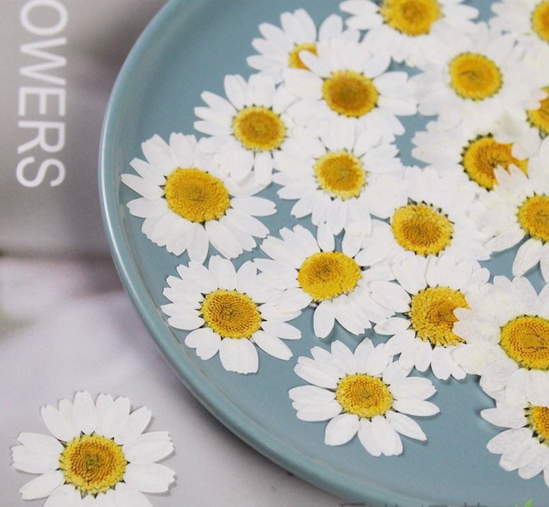 20Pcs Pressed Dried Flowers Daisies White Chamomile Herbarium Plants Epoxy Resin Resin Filling 25-30 Mm 20Pcs Pressed Dried Flowers Daisies White Chamomile Herbarium Plants Epoxy Resin Resin Filling 25-30 Mm von fanfandesignstudio
