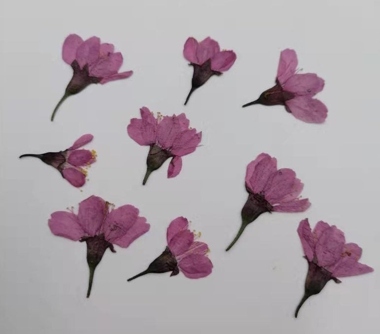 20st Gepresste Trockenblumen Kirschblüte Pflanzen Epoxy Resin Harz Füllung Ca 20mm 20st Gepresste Trockenblumen Kirschblüte Pflanzen Epoxy Resin Harz Füllung Ca 20mm von fanfandesignstudio