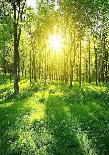 Malen Nach Zahlen Erwachsen Wald Malen Nach Zahlen Kinder Kits mit Pinseln und Acrylfarben, DIY Handgemalt Sonnenlicht Paint by Numbers Adult, Kreativ Set für Erwachsene Deko Geschenk 40x50 cm X-6844 von Gooxehuu