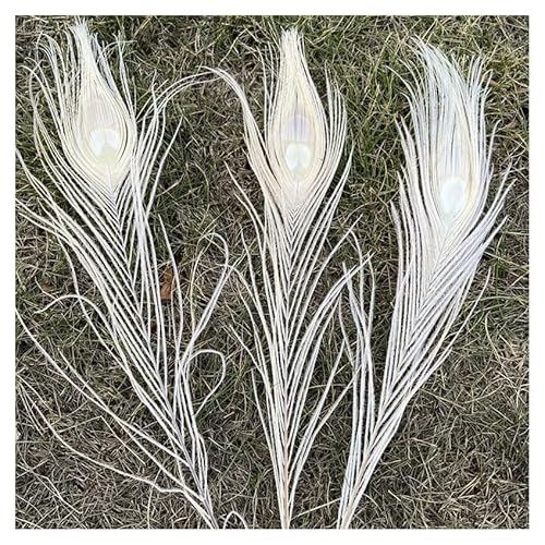GreatRise 25-30cm Reine Farbe Pfauenfedern Federn für Vase Natürliche Pfauenfedern Vase füllende Federn Schöne Heckaugenfedern für Kleid Haaraccessoires Vase Brautkostüm DIY Weiß 25-30cm*20 Stück von GreatRise