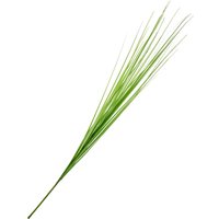 Isolepsis Gras Isolepsis Gras von DPI