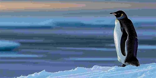 Diamond Painting Erwachsene Groß 50x100 cm, 5D Diamant Painting Bilder Arktische Pinguine, DIY Diamant Malerei Basteln Erwachsene Set für Wohnzimmer Schlafzimmer Wand Dekor, Geschenke für Mädchen x-30 Diamond Painting Erwachsene Groß 50x100 cm, 5D Diamant Painting Bilder Arktische Pinguine, DIY Diamant Malerei Basteln Erwachsene Set für Wohnzimmer Schlafzimmer Wand Dekor, Geschenke für Mädchen x-30 von Guuogxan