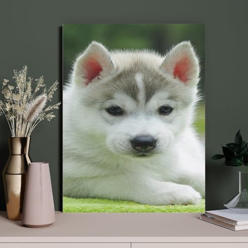 DIY Diamond Painting Siberian Husky Dog Round Diamond Art Painting Kit Craft Home Decor Gift（Round Diamond）50x60cm-266 von HAIDU