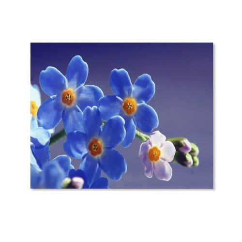 HAIDU 5D Custom Diamond Painting DIY Blau Vergissmeinnicht Blume Diamant Mosaik Stickerei Rundbohrer Geschenk（Round Diamond） 50x60cm-42 von HAIDU