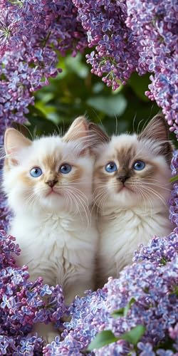 5D Diamond Painting Erwachsene, Diamant Malerei Kinder Anfänger, DIY Blumen Katze Diamant Painting Bilder Erwachsene Bastelset Geeignet Als Geschenk, Zur Entspannung und Als Wanddeko 50x100cm y-375 von HHQGOUYG