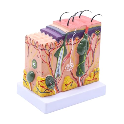 Menschliches anatomisches Haut-Subkutangewebe-Dissektionsmodell, Modell der medizinischen Fakultät, Anatomie, Biologie, medizinische Lehrmittel Für Anfänger und Heimwerker(50) von HIHUPTRW