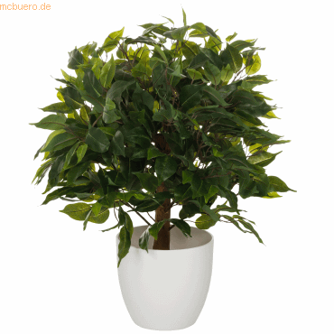 HJH Kunstpflanze Ficus 871061 HJH Kunstpflanze Ficus 871061 von HJH
