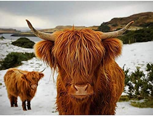 DIY Diamond Painting Cow 5D Highland Cow Full Round Drill Animal Diamond Embroidery Cross Stitch Kit Home Decor R2 30x40cm DIY Diamond Painting Cow 5D Highland Cow Full Round Drill Animal Diamond Embroidery Cross Stitch Kit Home Decor R2 30x40cm von HKFLD