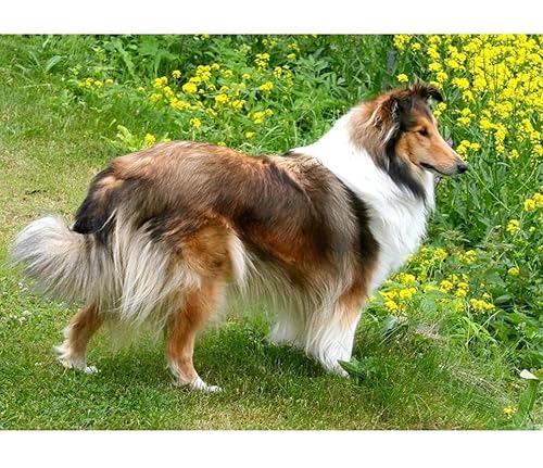HKFLD DIY 5D Diamond Painting Kits, Sheepdog Sheltie Dog Full Square Drill Diamond Painting Kits Diamond Art Kits Perfect for Home Wall Decor Gifts30*40cm165D165 HKFLD DIY 5D Diamond Painting Kits, Sheepdog Sheltie Dog Full Square Drill Diamond Painting Kits Diamond Art Kits Perfect for Home Wall Decor Gifts30*40cm165D165 von HKFLD