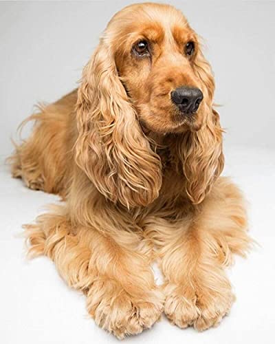 HKFLD DIY Diamond Painting Kits Cocker Spaniel Dog Cross Stitch Kit Full Diamond Embroidery Wall Art Home Decoration Gift 40x50cmKbG488 von HKFLD