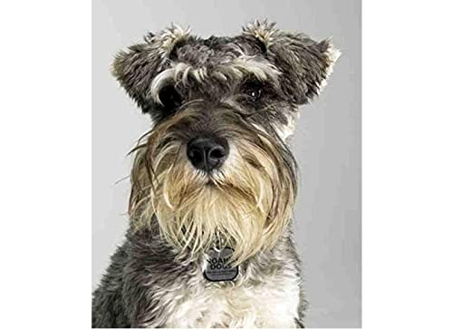 HKFLD Diamond Painting,Dog Miniature Schnauzer,5D Diamond Art Kits for Adults,Mosaic Crystal Craft Kits for Home Wall Decor 30x40cm von HKFLD