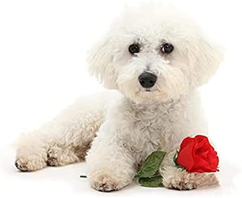 Diamantmalerei für Kinder, 5D, weißer Hund, Tier, Bichon Frise, DIY, Malen nach Zahlen, Diamantmalerei für Erwachsene, Geburtstagsgeschenke, 40 x 40 cm Diamantmalerei für Kinder, 5D, weißer Hund, Tier, Bichon Frise, DIY, Malen nach Zahlen, Diamantmalerei für Erwachsene, Geburtstagsgeschenke, 40 x 40 cm von HLFUZ