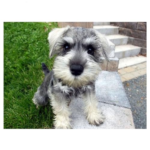 HaTiaye Diamond painting Malen nach Zahlen Strass Stickerei Set für Wand Decor 5D DIY Bilder Erwachsene Kinder Kreuzstich Diamant Malerei Kits Full Drill Hundeschnauzer,Platz Diamant 30x40cm HaTiaye Diamond painting Malen nach Zahlen Strass Stickerei Set für Wand Decor 5D DIY Bilder Erwachsene Kinder Kreuzstich Diamant Malerei Kits Full Drill Hundeschnauzer,Platz Diamant 30x40cm von HaTiaye