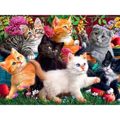 Heaen Verschiedene Katzen Malen nach Zahlen Erwachsene,DIY Handgemalt Ölgemälde Kit 30x40cm,Paint by Numbers Adult Mit 3 - Pinseln und Acrylfarbe leinwand Kit Rahmenlos von Heaen