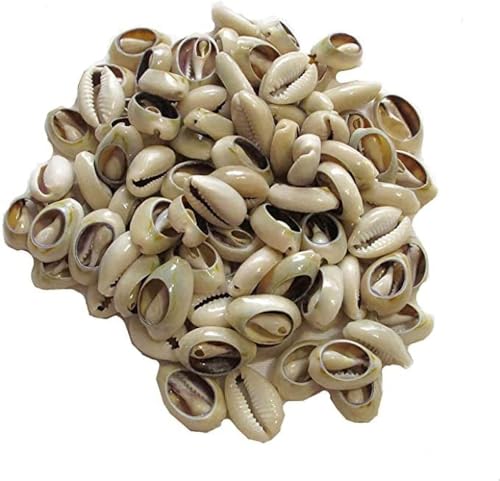 Natürliche Kaurimuscheln, ovale Strandmuscheln, afrikanische Muscheln, für Haarschmuck, Bastelarbeiten, Perlenbedarf, Weiß und Elfenbein, 100 Stück Natürliche Kaurimuscheln, ovale Strandmuscheln, afrikanische Muscheln, für Haarschmuck, Bastelarbeiten, Perlenbedarf, Weiß und Elfenbein, 100 Stück von Hehglng