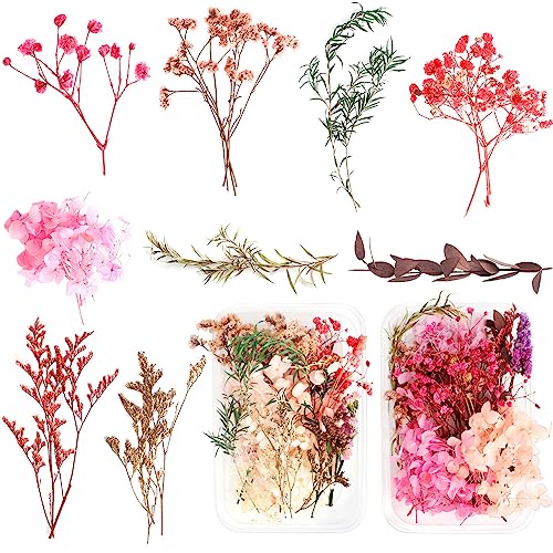 Heilok 2 Boxen Natürliche Getrocknete Blumen,Getrocknete Gepresst Blumen Gemischte Getrocknete Blätter, Trockenblumen Set,Gepresste Blumen für DIY Basteln Handwerk Epoxidharz Scrapbooking Deko von Heilok