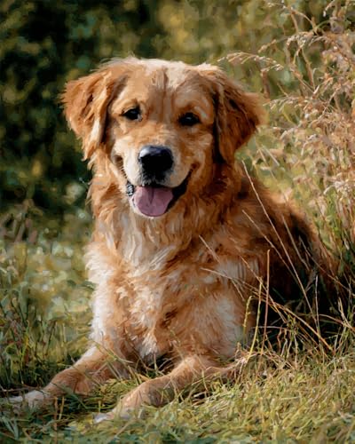 Henypt Kreuzstich Set Vorgedruckt, Golden Retriever 40X50Cm Stickvorlagen Stickbilder Vorgedruckt Kreuzstich Stickpackungen Stickpackung Cross Stitch Embroidery Kit Stickset Sticken Set Erwachsene von Henypt