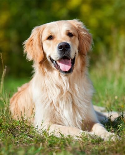 Henypt Kreuzstich Set Vorgedruckt, Golden Retriever 40X50Cm Stickvorlagen Stickbilder Vorgedruckt Kreuzstich Stickpackungen Stickpackung Cross Stitch Embroidery Kit Stickset Sticken Set Für Erwachs von Henypt