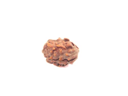 Rudraksha Gebetsperlen, traditionelle spirituelle Rudraksha-Perlen mit Zertifikat Original Rudraksha (2 Mukhi Rudraksha) von Hijet