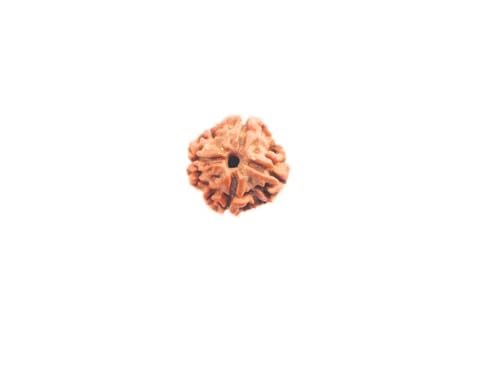 Rudraksha Gebetsperlen, traditionelle spirituelle Rudraksha-Perlen mit Zertifikat Original Rudraksha (4 Mukhi Rudraksha) von Hijet