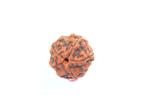 Rudraksha Gebetsperlen, traditionelle spirituelle Rudraksha-Perlen mit Zertifikat Original Rudraksha (5 Mukhi Rudraksha) von Hijet