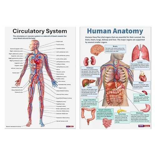 Hitburu Poster Der Menschlichen Anatomie | 16 Stück Skelett Poster - Umfassende Anatomietafel Für Heimstudium Wand Krankenpflege Unterricht Klinik von Hitburu