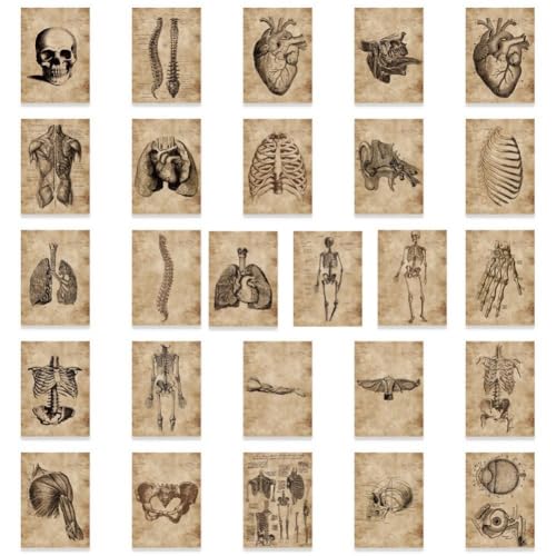 HiyyFloy 56 Stück Menschliche Anatomie-Aufkleber, Menschliche Organe-Aufkleber Für Schullehrerbedarf, Wasserfeste Vinyl-Aufkleber Für Scrapbook-Tagebuch, Geschenk Für Jungen, Mädchen, Teenager HiyyFloy 56 Stück Menschliche Anatomie-Aufkleber, Menschliche Organe-Aufkleber Für Schullehrerbedarf, Wasserfeste Vinyl-Aufkleber Für Scrapbook-Tagebuch, Geschenk Für Jungen, Mädchen, Teenager von HiyyFloy