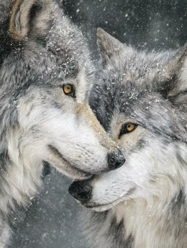 Malen Nach Zahlen Erwachsene Wolf Malen Nach Zahlen Winter Kreativ set für Erwachsene Paint by Numbers DIY Pinsel und Acrylfarben Leinwand Ölgemälde für Home Room Decor, Ohne Rahmen (90x120cm) S-505 von Hnxaamlg